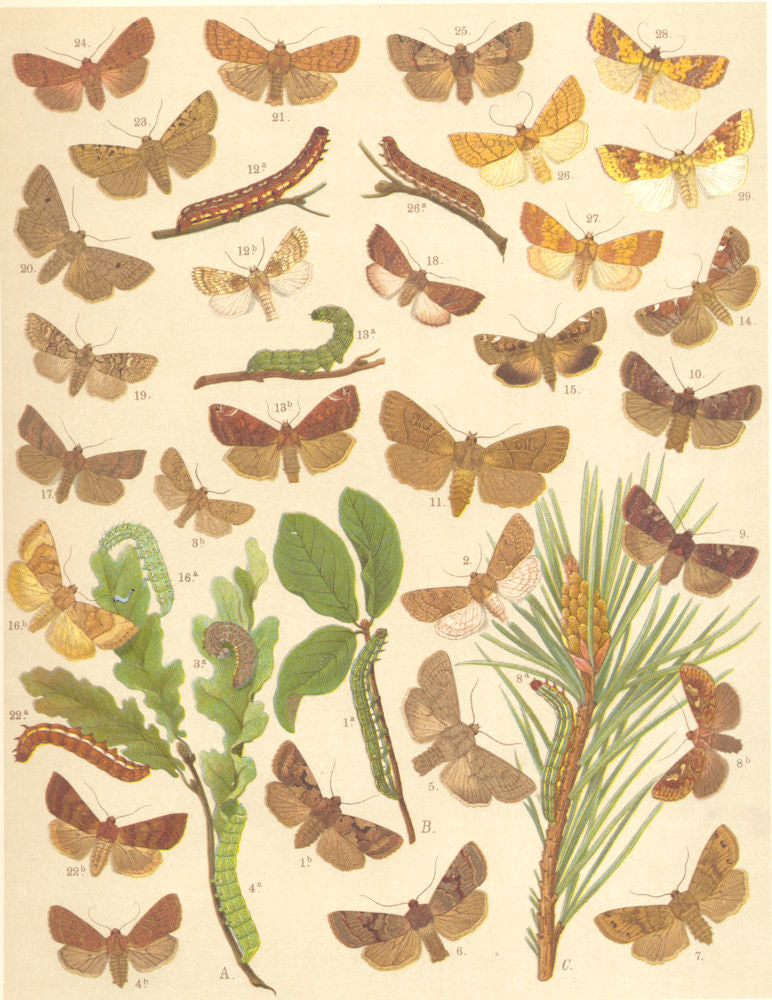 OWL MOTHS. Blossom Underwing;Cmn,Powdered,twin-spotted Quaker;Clouded drab 1903